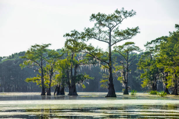 istock Caddo Lake in Summer 1 1471085682