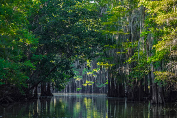 istock Caddo Lake in Summer 2 1471085683