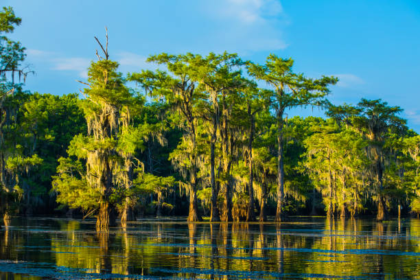 lago caddo no verão 7 - lago caddo - fotografias e filmes do acervo