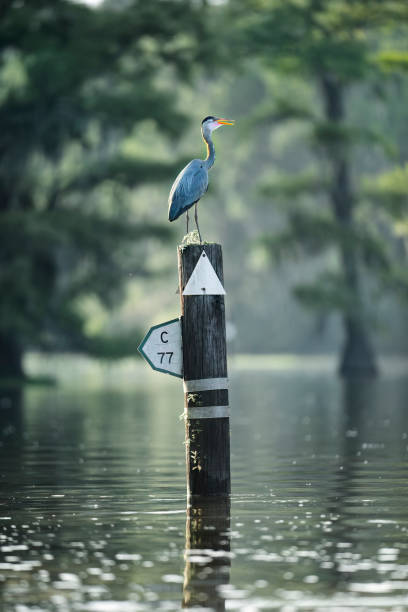 Great Blue Heron at Caddo Lake 1