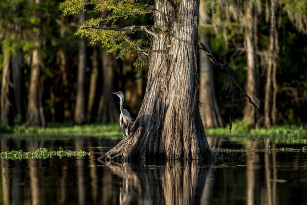 Caddo Lake, Texas, early July, cypress trees in a swamp or bayou in northeast Texas near the Louisiana state line, great blue heron on cypress tree
