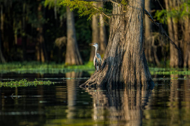 istock Great Blue Heron at Caddo Lake 3 1471085853