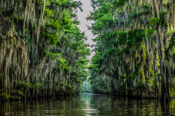 istock Caddo Lake in Summer 10 1471085887