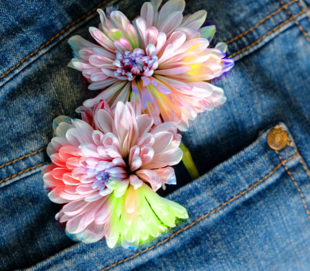istock Small blue chrysanthemum in jeans pocket. Summer time 1471086074