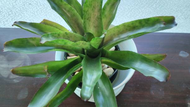 istock Ornamental plant on the table 1471087238