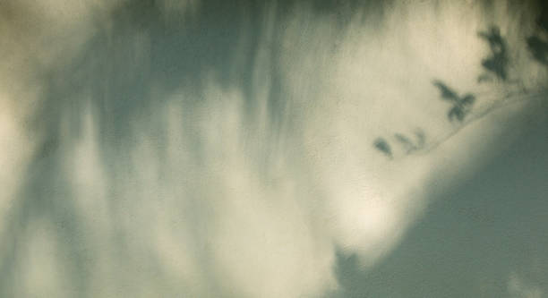istock Shadow tropical leaves on white concrete wall background. 1471098998