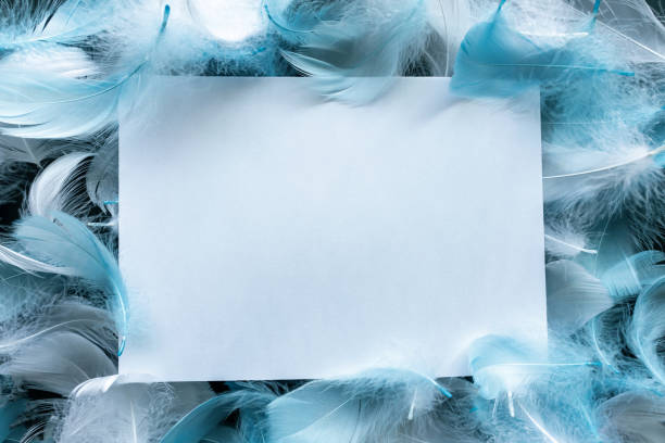 White paper on the feather background