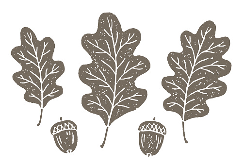 One color textured vector illustrations of oak tree leaves and acorns.