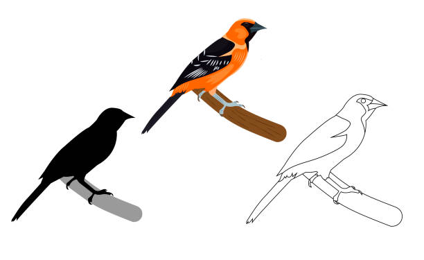 ilustraciones, imágenes clip art, dibujos animados e iconos de stock de imagen vectorial de oriole - oriole