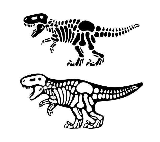 tyrannosaurus knochen und schädel. t-rex-skelett. prähistorische tiersilhouette. paläontologie und archäologie. prähistorische kreaturenknochen - dinosaur fossil tyrannosaurus rex animal skeleton stock-grafiken, -clipart, -cartoons und -symbole