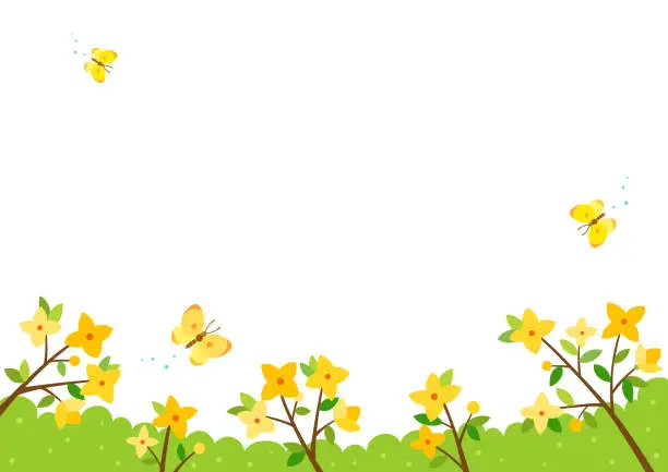 Vector illustration of Forsythia flowers branches and yellow butterflies.Spring nature  background.