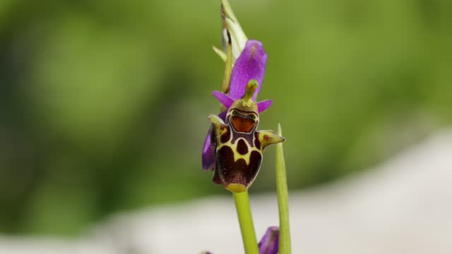 Ophrys scolopax, known as the woodcock bee-orchid or woodcock orchid
