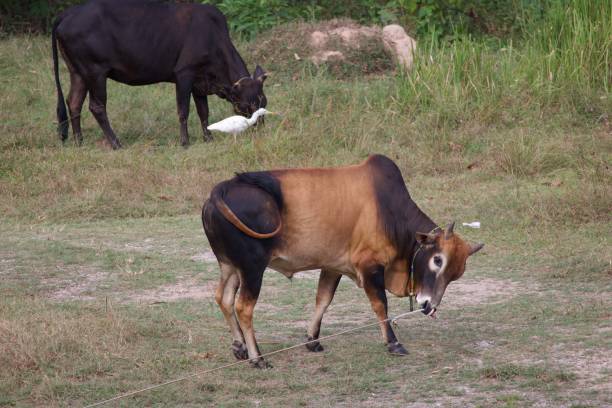 istock A cow grazing in a meadow 1471121464