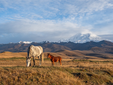White and brown horses on the background of a mountain peak.  Beautiful horses in an autumn meadow poses against the background of a white snow-covered mountain.