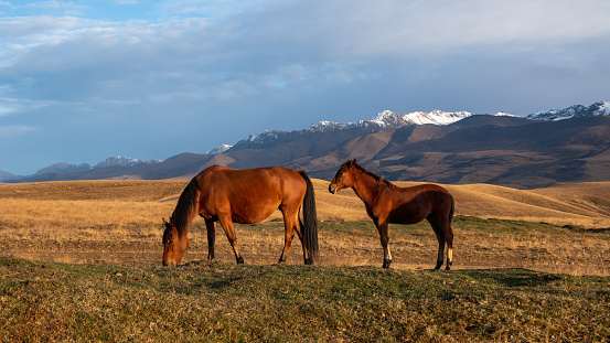 Soft focus. Herd of horses on a mountain pasture. Thoroughbred brown horse with a foal. Beautiful horses in an autumn meadow poses against the background of a white snow-covered mountain.