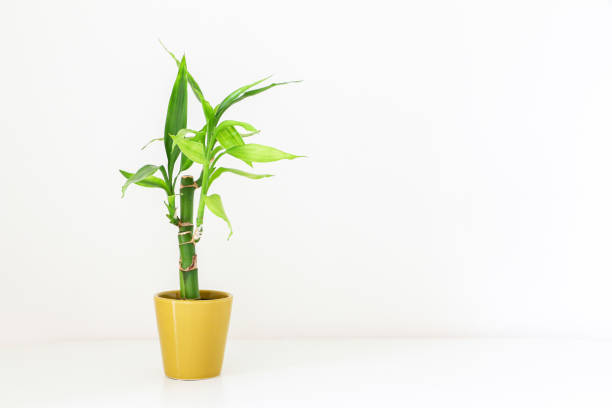 planta de bambu da sorte (dracaena sanderiana ou ribbon dracaena) em um vaso amarelo dourado na mesa branca contra o fundo branco - dracaena sanderiana - fotografias e filmes do acervo