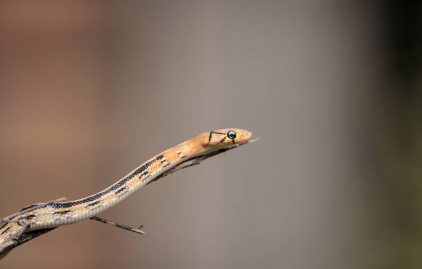 istock copperhead rat snake, or copper-headed trinket snake (juvenile). 1471127229