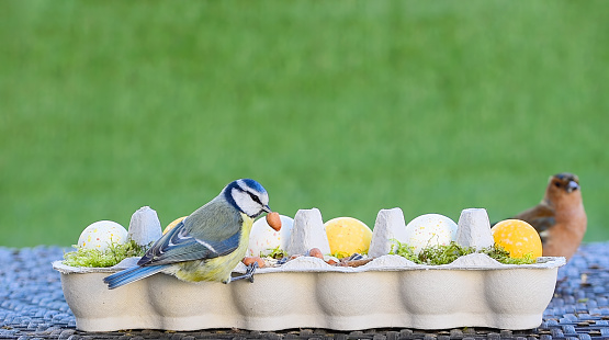 Eurasian blue tit (Cyanistes caeruleus) eating peanuts from diy egg carton bird feeder decorated with easter eggs. Shallow depth of field, green background, copy space.