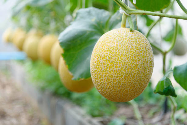 istock Fresh yelow galia melon 1471127857