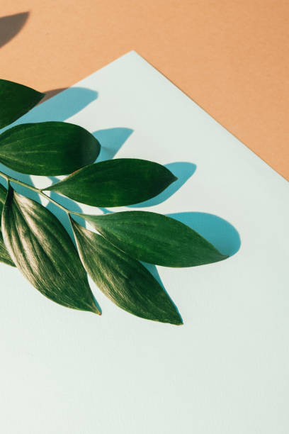 istock foliage decoration plant layout green leaves paper 1471128199