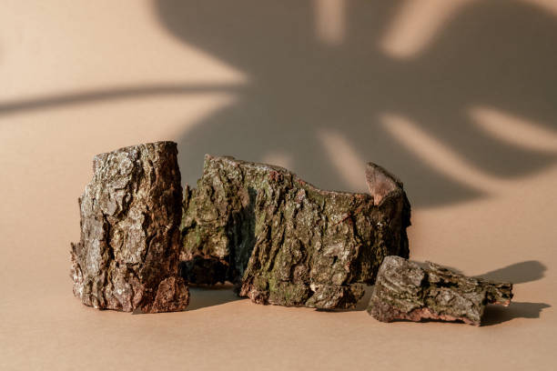 istock bark composition nature showcase wooden pieces 1471128204