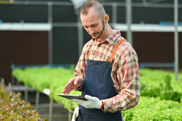 istock Smart farmer using digital tablet for examining and inspecting quality control of organic vegetables in greenhouse. 1471129512