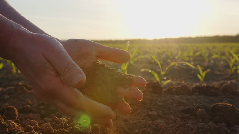 Hands of farmer touching ground in agricultural field