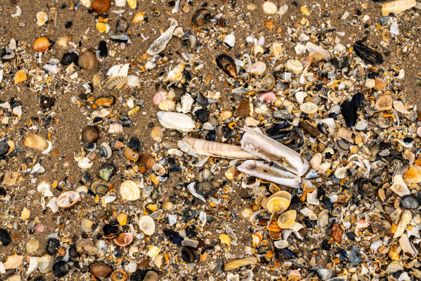 морской песок крупным планом - sandy brown стоковые фото и изображения