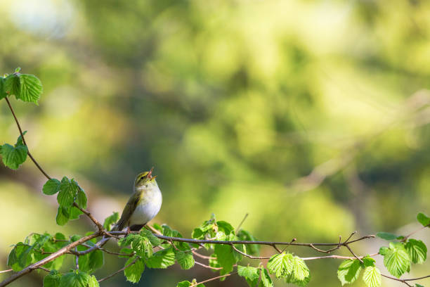 canto di green warbler - bird warbler birdsong singing foto e immagini stock