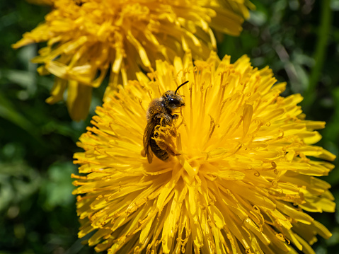 Macro shot of a single bee covered with yellow pollen on a yellow dandellion flower (Lion's tooth) flowering in a meadow with green grass in backgrund