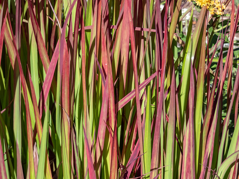 A Japanese bloodgrass cultivar (Imperata cylindrica) Red Baron with red and green leaves grown as an ornamental plant in the garden