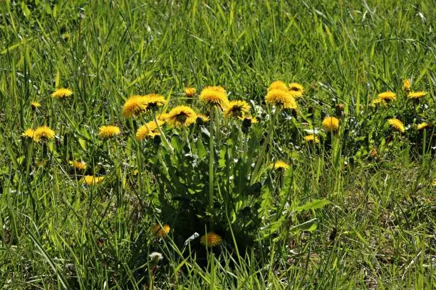 Beautiful yellow dandelion flowers bloomed in meadows and fields with the onset of spring.