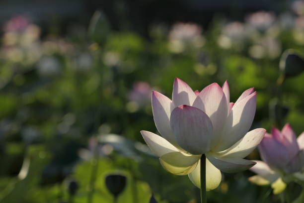 istock Lotus in Nara 1471139641
