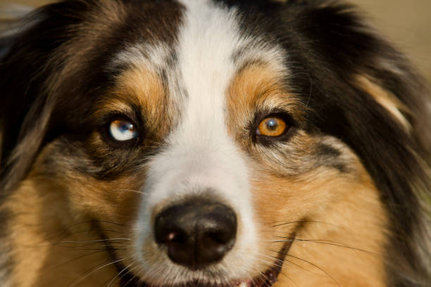 istock Portrait of a beautiful differently eyes dog 1471141412