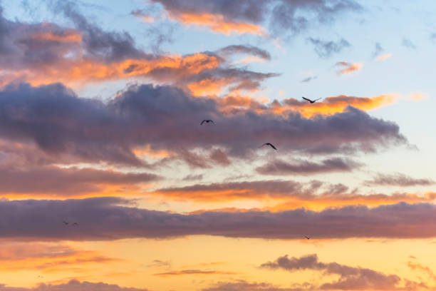 Early morning sunrise sky with birds and clouds on a rainy day at Woy Woy on the Central Coast, NSW, Australia.
