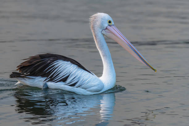 istock Pelican on the bay water 1471141522