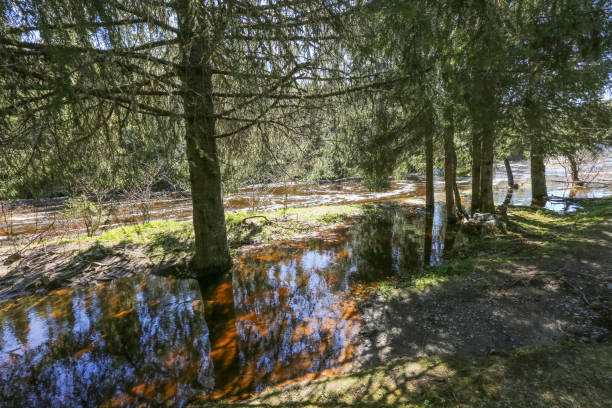 istock Spring flood at the river Homla 1471142305