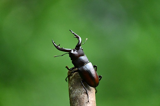 Prosopocoilus inclinatus