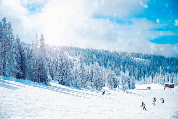Unrecognizable Skiers on ski slope in beautiful snowcapped mountain with pine forest and snow in blue sky. Winter sport in ski resort background. Lot of Copy space
