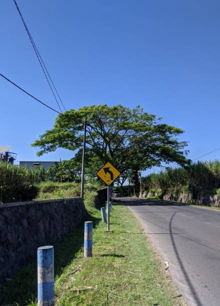 istock Big tree behind the turn sign 1471153797