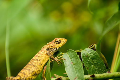 Close up shot of a garden lizard resting in nature tropical forest habitat. The oriental garden lizard (Calotes versicolor) found widely distributed in indo-Malaya