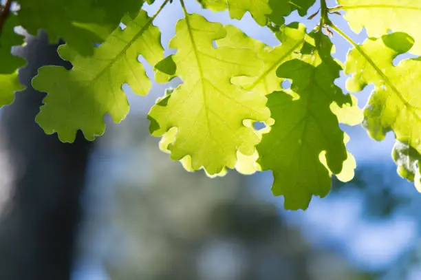 Young oak tree leaves in spring