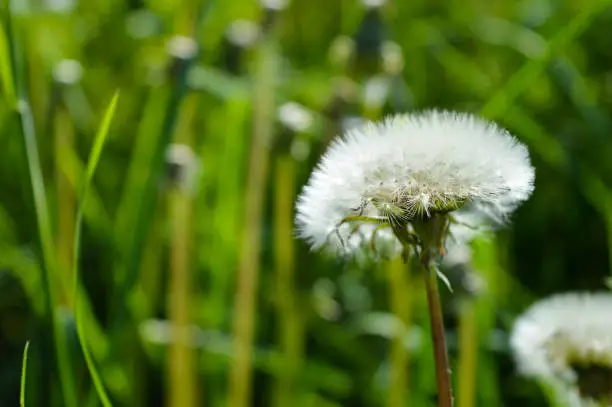 Beautiful dandelion seedhead in the field, springtime