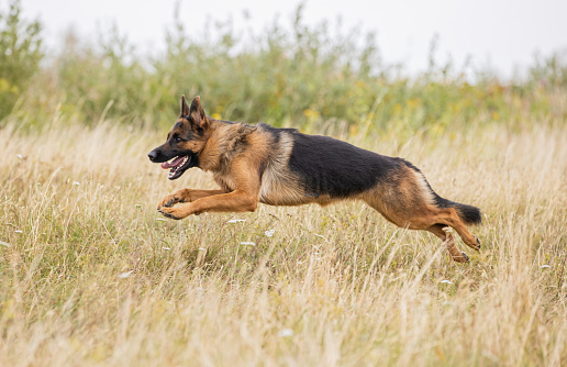 A beautiful German Shepherd stands on the grass with his tongue hanging out.