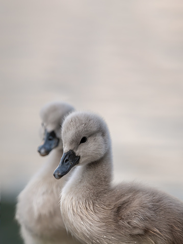 Portrait of two gray baby swans. Mute swan cygnets. Cygnus olor in spring.