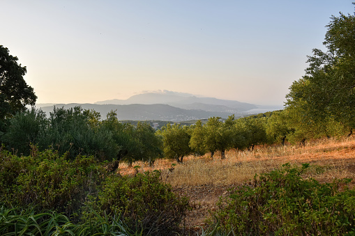 Cretan Greece Wild Olive Trees: Discover the natural beauty of Cretan Greece with this stock image of wild olive trees.