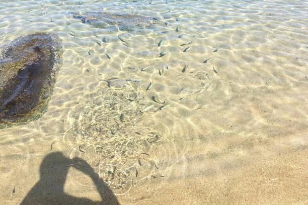 France Bonifacio Fish In The Sea