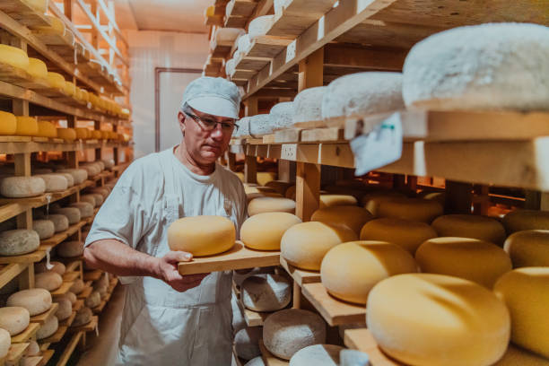 istock A worker at a cheese factory sorting freshly processed cheese on drying shelves 1471157546