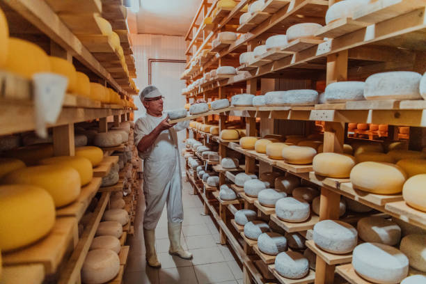 istock A worker at a cheese factory sorting freshly processed cheese on drying shelves 1471158146