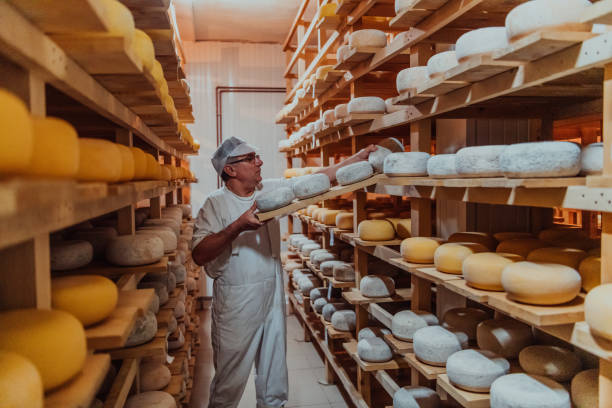 A worker at a cheese factory sorting freshly processed cheese on drying shelves stock photo